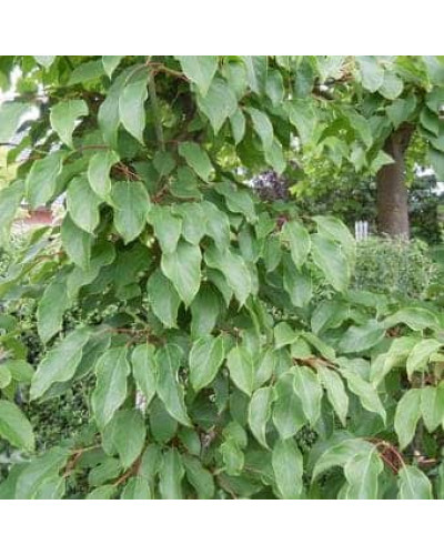 Актинідія аргута Кенс Ред міні ківі | Actinidia arguta ’Ken’s Red’ | Актинидия аргута Кенс Ред мини киви