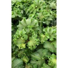 Плющ звичайний `Парслей Крестед` | Hedera helix `Parsley Crested` | Плющ обыкновенный `Парслей Крестед`