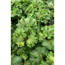 Плющ звичайний `Парслей Крестед` | Hedera helix `Parsley Crested` | Плющ обыкновенный `Парслей Крестед`