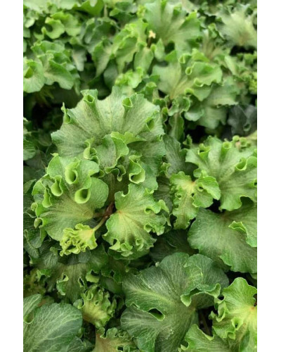 Плющ звичайний `Парслей Крестед` | Hedera helix `Parsley Crested` | Плющ обыкновенный `Парслей Крестед`