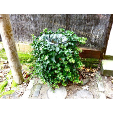 Плющ звичайний `Парслей Крестед` | Hedera helix `Parsley Crested` | Плющ обыкновенный `Парслей Крестед`