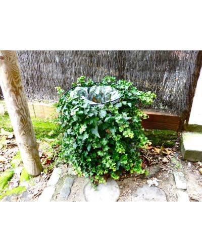 Плющ звичайний `Парслей Крестед` | Hedera helix `Parsley Crested` | Плющ обыкновенный `Парслей Крестед`