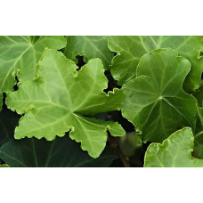 Плющ звичайний `Парслей Крестед` | Hedera helix `Parsley Crested` | Плющ обыкновенный `Парслей Крестед`