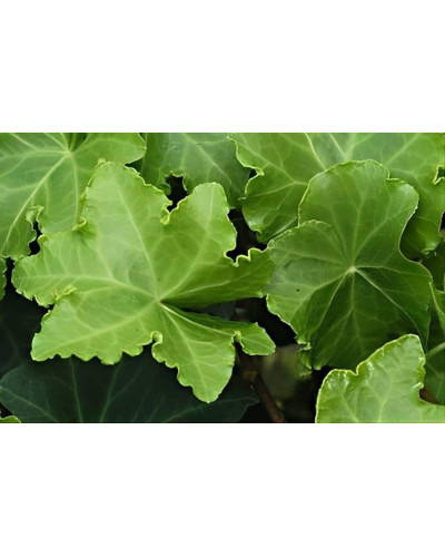Плющ звичайний `Парслей Крестед` | Hedera helix `Parsley Crested` | Плющ обыкновенный `Парслей Крестед`