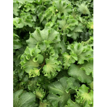 Плющ звичайний `Парслей Крестед` | Hedera helix `Parsley Crested` | Плющ обыкновенный `Парслей Крестед`
