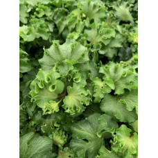 Плющ звичайний `Парслей Крестед` | Hedera helix `Parsley Crested` | Плющ обыкновенный `Парслей Крестед`