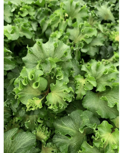 Плющ звичайний `Парслей Крестед` | Hedera helix `Parsley Crested` | Плющ обыкновенный `Парслей Крестед`