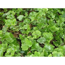 Плющ звичайний `Парслей Крестед` | Hedera helix `Parsley Crested` | Плющ обыкновенный `Парслей Крестед`