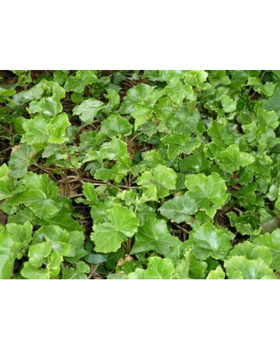 Плющ звичайний `Парслей Крестед` | Hedera helix `Parsley Crested` | Плющ обыкновенный `Парслей Крестед`