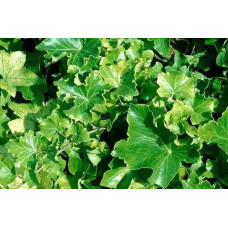 Плющ звичайний `Парслей Крестед` | Hedera helix `Parsley Crested` | Плющ обыкновенный `Парслей Крестед`