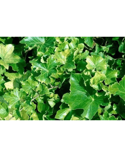 Плющ звичайний `Парслей Крестед` | Hedera helix `Parsley Crested` | Плющ обыкновенный `Парслей Крестед`