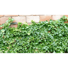Плющ звичайний `Парслей Крестед` | Hedera helix `Parsley Crested` | Плющ обыкновенный `Парслей Крестед`