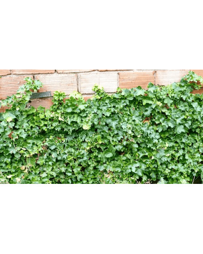 Плющ звичайний `Парслей Крестед` | Hedera helix `Parsley Crested` | Плющ обыкновенный `Парслей Крестед`