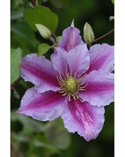 Ломиніс / Клематіс Пілу | Clematis Piilu | Ломонос / Клематис Пилу
