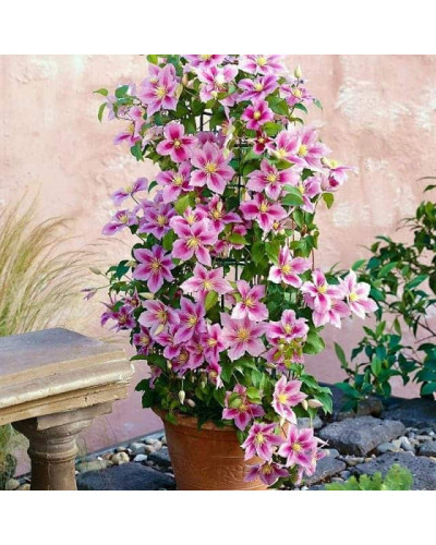 Ломиніс / Клематіс Пілу | Clematis Piilu | Ломонос / Клематис Пилу