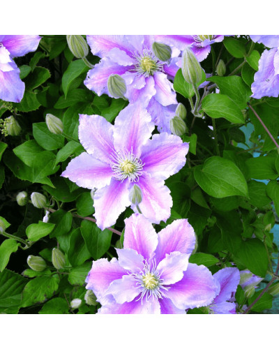 Ломиніс / Клематіс Пілу | Clematis Piilu | Ломонос / Клематис Пилу
