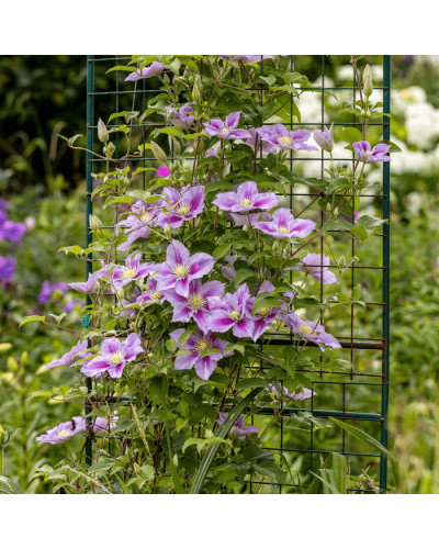 Ломиніс / Клематіс Пілу | Clematis Piilu | Ломонос / Клематис Пилу