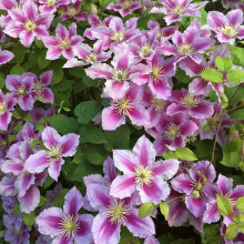 Ломиніс / Клематіс Пілу | Clematis Piilu | Ломонос / Клематис Пилу