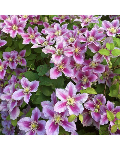 Ломиніс / Клематіс Пілу | Clematis Piilu | Ломонос / Клематис Пилу