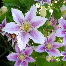 Ломиніс / Клематіс Пілу | Clematis Piilu | Ломонос / Клематис Пилу