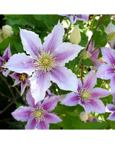 Ломиніс / Клематіс Пілу | Clematis Piilu | Ломонос / Клематис Пилу