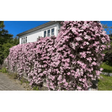 Ломиніс / Клематіс Пілу | Clematis Piilu | Ломонос / Клематис Пилу