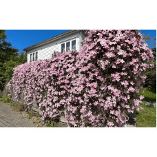 Ломиніс / Клематіс Пілу | Clematis Piilu | Ломонос / Клематис Пилу