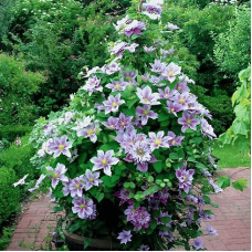 Ломиніс / Клематіс Пілу | Clematis Piilu | Ломонос / Клематис Пилу