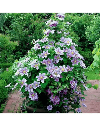 Ломиніс / Клематіс Пілу | Clematis Piilu | Ломонос / Клематис Пилу