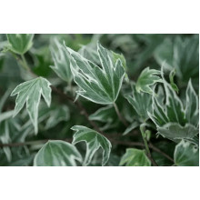 Плющ звичайний `Вайт Ріпл` | Hedera helix `White Ripple` | Плющ обычный `Вайт Рипл`