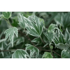 Плющ звичайний `Вайт Ріпл` | Hedera helix `White Ripple` | Плющ обычный `Вайт Рипл`