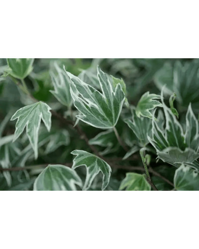 Плющ звичайний `Вайт Ріпл` | Hedera helix `White Ripple` | Плющ обычный `Вайт Рипл`
