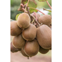 Актинідія делікатесна Голд (жовтом’ясий ківі) | Actinidia deliciosa ‘Gold’ | Актинидия деликатесная Голд (желтомясный киви)