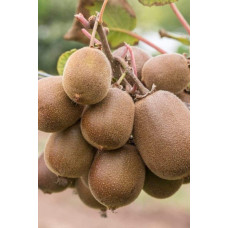 Актинідія делікатесна Голд (жовтом’ясий ківі) | Actinidia deliciosa ‘Gold’ | Актинидия деликатесная Голд (желтомясный киви)