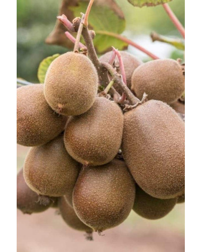 Актинідія делікатесна Голд (жовтом’ясий ківі) | Actinidia deliciosa ‘Gold’ | Актинидия деликатесная Голд (желтомясный киви)