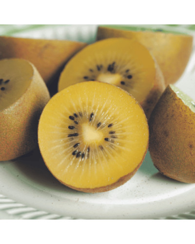Актинідія делікатесна Голд (жовтом’ясий ківі) | Actinidia deliciosa ‘Gold’ | Актинидия деликатесная Голд (желтомясный киви)