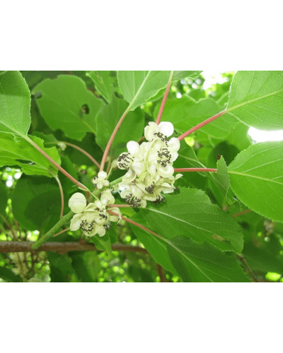 Актинідія делікатесна Голд (жовтом’ясий ківі) | Actinidia deliciosa ‘Gold’ | Актинидия деликатесная Голд (желтомясный киви)