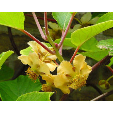 Актинідія делікатесна Голд (жовтом’ясий ківі) | Actinidia deliciosa ‘Gold’ | Актинидия деликатесная Голд (желтомясный киви)
