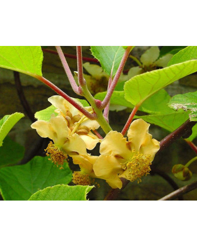 Актинідія делікатесна Голд (жовтом’ясий ківі) | Actinidia deliciosa ‘Gold’ | Актинидия деликатесная Голд (желтомясный киви)