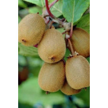 Актинідія делікатесна Закарпатський (самоплідний) | Actinidia deliciosa ‘Закарпатський’ | Актинидия деликатесная Закарпатский (самоплодный)