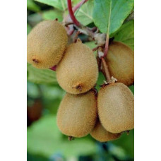 Актинідія делікатесна Закарпатський (самоплідний) | Actinidia deliciosa ‘Закарпатський’ | Актинидия деликатесная Закарпатский (самоплодный)