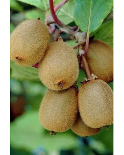 Актинідія делікатесна Закарпатський (самоплідний) | Actinidia deliciosa ‘Закарпатський’ | Актинидия деликатесная Закарпатский (самоплодный)