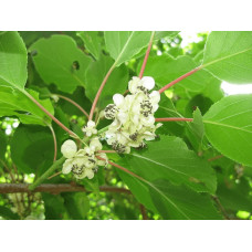 Актинідія делікатесна Закарпатський (самоплідний) | Actinidia deliciosa ‘Закарпатський’ | Актинидия деликатесная Закарпатский (самоплодный)