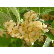 Актинідія делікатесна Закарпатський (самоплідний) | Actinidia deliciosa ‘Закарпатський’ | Актинидия деликатесная Закарпатский (самоплодный)