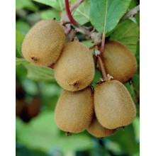 Актинідія делікатесна Закарпатський (самоплідний) | Actinidia deliciosa ‘Закарпатський’ | Актинидия деликатесная Закарпатский (самоплодный)