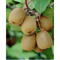 Актинідія делікатесна Закарпатський (самоплідний) | Actinidia deliciosa ‘Закарпатський’ | Актинидия деликатесная Закарпатский (самоплодный)