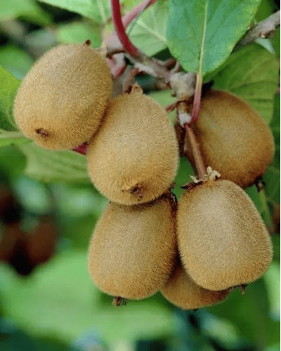 Актинідія делікатесна Закарпатський (самоплідний) | Actinidia deliciosa ‘Закарпатський’ | Актинидия деликатесная Закарпатский (самоплодный)