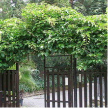 Актинідія делікатесна Закарпатський (самоплідний) | Actinidia deliciosa ‘Закарпатський’ | Актинидия деликатесная Закарпатский (самоплодный)