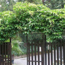 Актинідія делікатесна Закарпатський (самоплідний) | Actinidia deliciosa ‘Закарпатський’ | Актинидия деликатесная Закарпатский (самоплодный)