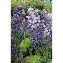 Гліцинія/Вістерія рясноквітуча Мултіджуга|Wisteria floribunda `Multijuga`|Глициния/Вистерия обильноцветущая Мултиджуга